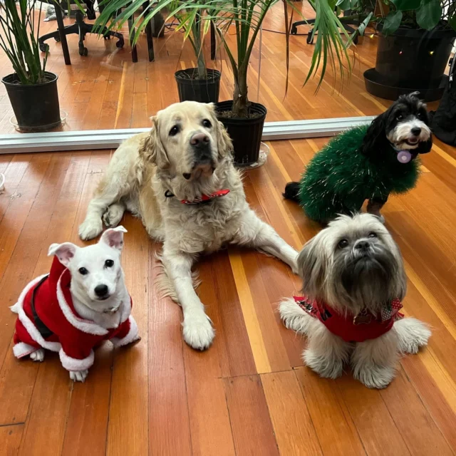 At @weareinkitt, even the office pups are bringing the holiday spirit! Stay tuned for more content from our 2022 Holiday Party at our San Francisco office 😉🎅🏼🎄🐶