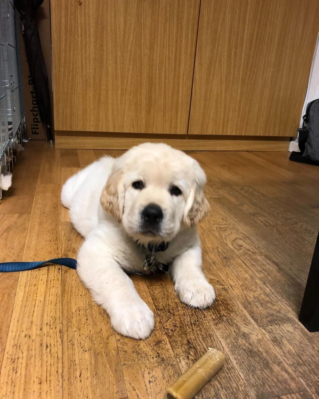In honor of #nationalgoldenretrieverday , we’d like to wish our CEO’s awesome pup, Rocky, a happy birthday! Rocky turned 5 this week, he has been our mascot through all of Inkitt’s huge growth over the years. We love you, Rocky!