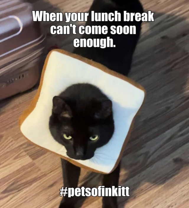 Is it lunchtime yet?!

Coal belongs to our Senior Customer Experience Agent, Kara Barstead. He enjoys all things snacks, and mealtimes! #petsofinkitt