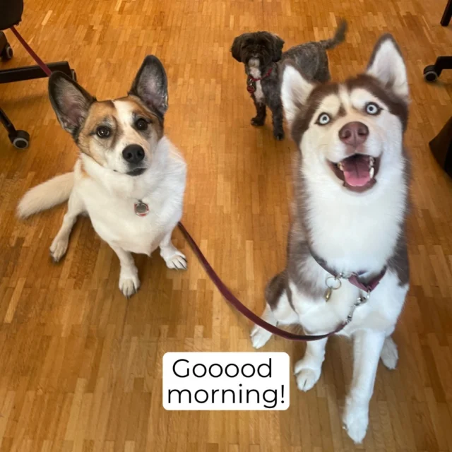 At Inkitt, we love our furry friends. Whether we're working from home or in the office, there's always a good chance a smiling pup will accompany the day!

Scroll through to say hello to some of the cutest #petsofinkitt in our family. ❤️🐶