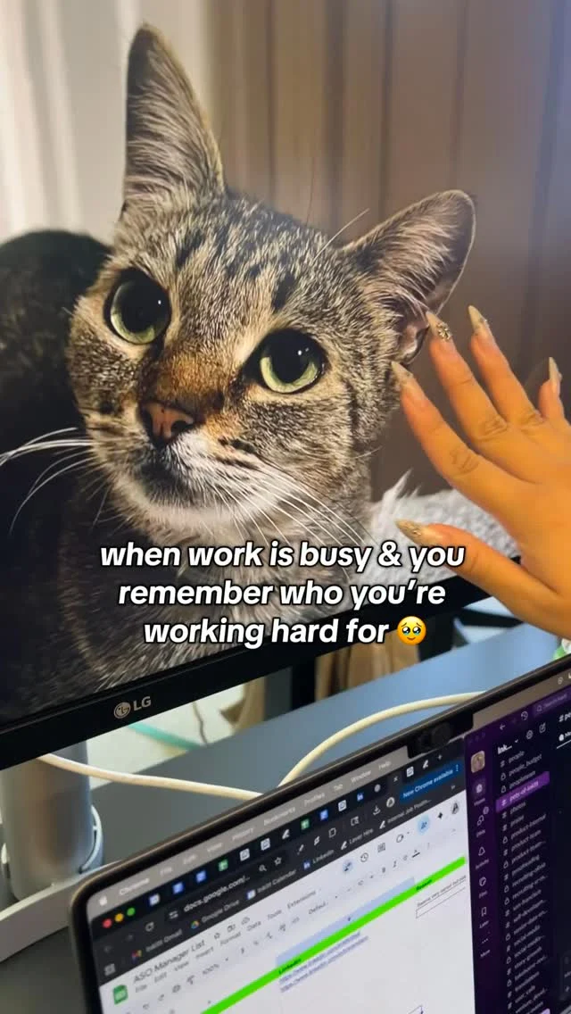 we work to support our furry friends 🙂‍↕️🫶🏼 #officelife #workinghard #furbabies
